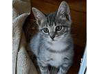 Adopt Hunter a Gray or Blue Domestic Shorthair / Mixed cat in Fayetteville