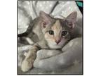 Adopt Paisley a Calico or Dilute Calico Domestic Shorthair (short coat) cat in