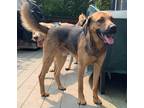 Adopt Mad Max a Black - with Tan, Yellow or Fawn Shepherd (Unknown Type) dog in