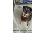 Adopt Chellie a Rottweiler, German Shepherd Dog