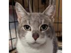 Adopt Cher a Domestic Short Hair