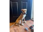 Adopt Cooper a American Pit Bull Terrier / Shepherd (Unknown Type) / Mixed dog
