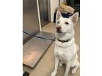 Adopt Sam a White Husky / Mixed dog in Fort Worth, TX (38619658)