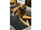 Adopt Chateau a Red/Golden/Orange/Chestnut Mixed Breed (Medium) / Mixed dog in