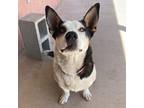 Adopt Stubbs a White Corgi / Mixed dog in Alpine, TX (38021880)