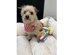 Adopt 81037 Smidge a Tan/Yellow/Fawn Terrier (Unknown Type