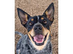 Adopt Pepper a Black Mixed Breed (Medium) / Mixed dog in Leander, TX (36359478)