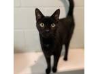 Adopt Brennan a All Black Domestic Shorthair / Domestic Shorthair / Mixed cat in