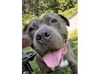 Adopt Dougie a Gray/Silver/Salt & Pepper - with White American Pit Bull Terrier