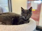 Adopt Rainey a Gray or Blue Domestic Shorthair / Domestic Shorthair / Mixed cat