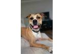 Adopt Brittany a Tan/Yellow/Fawn - with White American Pit Bull Terrier / Mixed