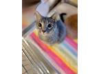 Adopt Paddy a Gray or Blue Domestic Shorthair / Domestic Shorthair / Mixed cat