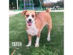 Adopt Tater a Brown/Chocolate Terrier (Unknown Type, Small) / Mixed dog in