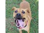 Adopt Vann a Mixed Breed (Medium) / Mixed dog in Chattanooga, TN (38848176)