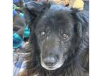 Adopt Shasta a Black Border Collie / Mixed dog in Kanab, UT (38863219)