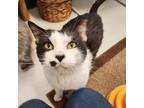 Adopt Alfredo a White Domestic Shorthair / Domestic Shorthair / Mixed cat in