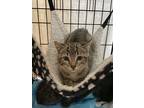 Adopt Nino a Gray, Blue or Silver Tabby American Shorthair (short coat) cat in