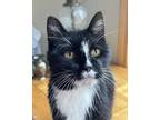 Adopt Cosette a Domestic Short Hair