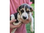 Adopt Wilma a Tricolor (Tan/Brown & Black & White) Beagle / Mixed dog in