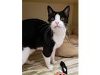 Adopt Scruffy a All Black Domestic Shorthair / Domestic Shorthair / Mixed cat in