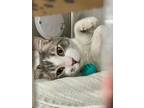 Adopt Mochi - Bonded to Luna - PetSmart West Berlin a Gray or Blue Domestic