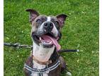 Adopt Remy a Brindle American Pit Bull Terrier / Mixed dog in Boulder