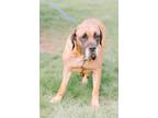 Adopt Julie a Mastiff, Mixed Breed