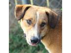 Adopt Moose a Husky / Australian Cattle Dog / Mixed dog in Fayetteville