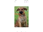 Adopt Jack a Brown/Chocolate - with Black Labrador Retriever / Mixed dog in