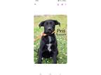 Adopt Pris a Black - with White Labrador Retriever / Mixed dog in Cortlandt