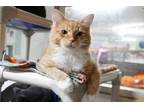 Adopt Big O a Orange or Red Domestic Shorthair / Domestic Shorthair / Mixed cat