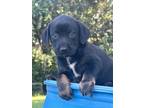 Adopt Roxy a Black - with Tan, Yellow or Fawn Rottweiler / Labrador Retriever /