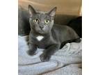 Adopt Moody a Gray or Blue Domestic Shorthair / Domestic Shorthair / Mixed cat
