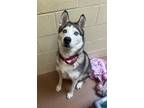 Adopt Steel a Gray/Silver/Salt & Pepper - with White Husky / Mixed dog in