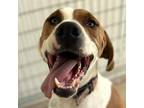 Adopt Bugsy a Hound (Unknown Type) / Mixed Breed (Medium) / Mixed dog in