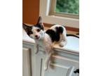 Adopt Mattie a All Black Domestic Shorthair / Mixed cat in Williamsport