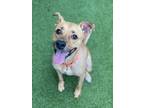 Adopt Peony a Tan/Yellow/Fawn Terrier (Unknown Type, Small) / Mixed dog in San