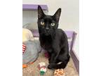 Adopt Winston a All Black Domestic Shorthair / Domestic Shorthair / Mixed cat in