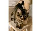 Adopt Gracelyn a Maine Coon
