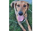 Adopt Clyde a Red/Golden/Orange/Chestnut Redbone Coonhound / Mixed dog in