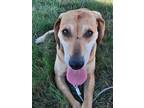 Adopt Bonnie a Tan/Yellow/Fawn - with White Coonhound / Mixed dog in Columbus