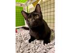 Adopt BARTHOLOMEW a All Black Domestic Shorthair / Domestic Shorthair / Mixed