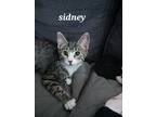 Adopt Sidney a Brown or Chocolate Domestic Shorthair / Domestic Shorthair /