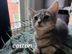 Adopt Cotton a Gray or Blue Domestic Shorthair / Domestic Shorthair / Mixed cat