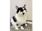 Adopt Moo a All Black Domestic Shorthair / Domestic Shorthair / Mixed cat in