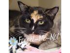 Adopt Mandy (Bonded to Katie Marie) a All Black Domestic Shorthair / Domestic