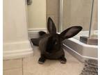 Adopt Milkyway a Black Flemish Giant / American / Mixed rabbit in Pomona