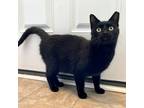 Adopt Nermal a All Black Domestic Shorthair / Mixed cat in Gibsonia