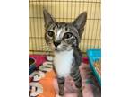 Adopt Jane a White Domestic Shorthair / Domestic Shorthair / Mixed cat in