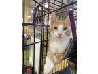 Adopt Kevin a Orange or Red Domestic Shorthair / Domestic Shorthair / Mixed cat